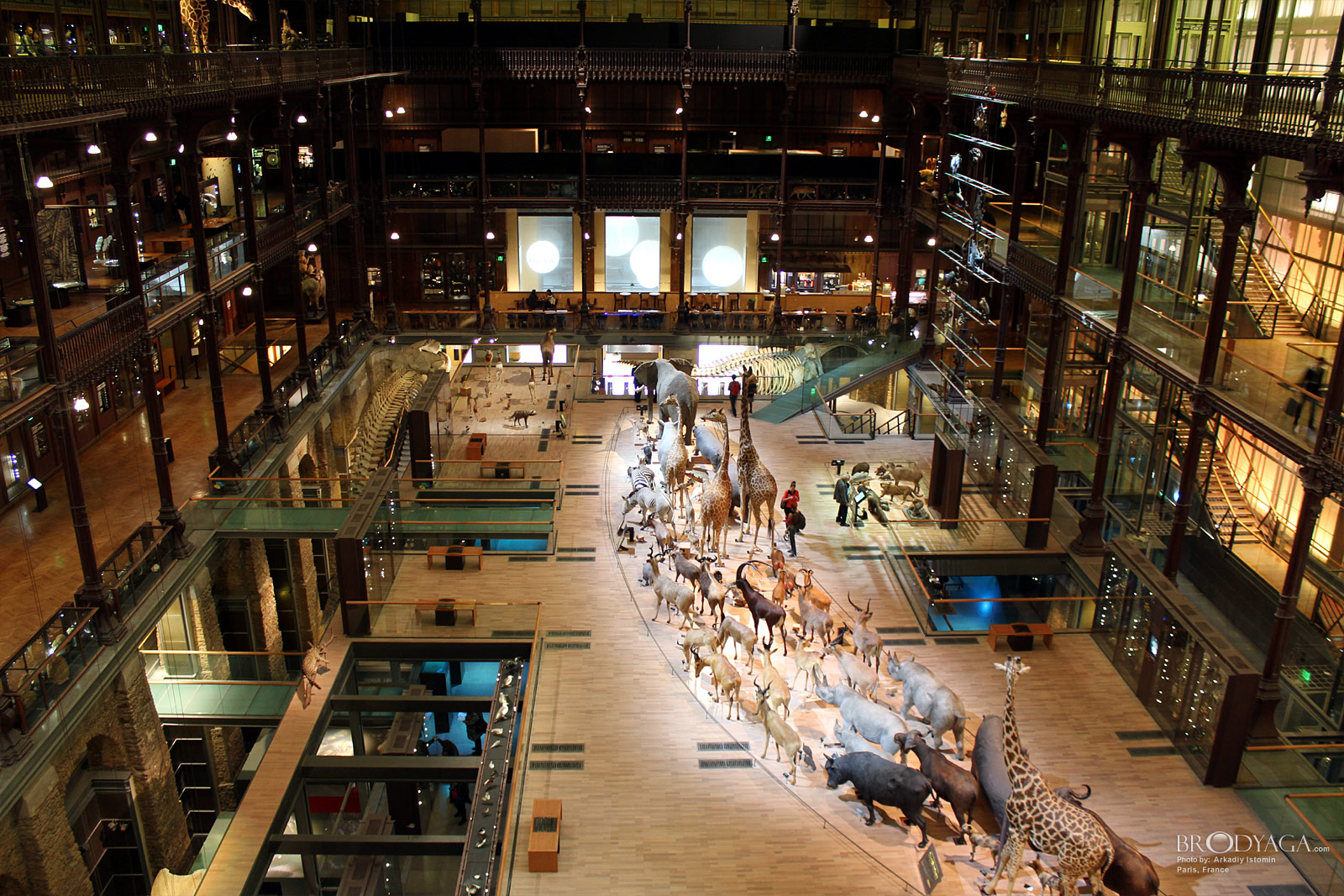Galerie d'Entomologie